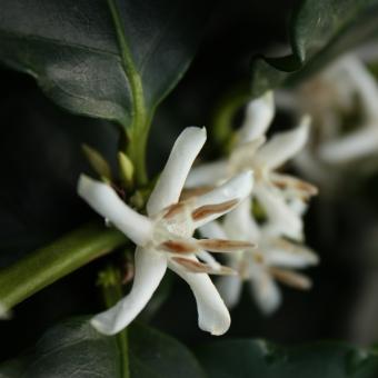 Coffee flowers